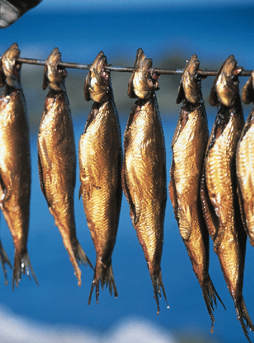 Catching fish in Denmark