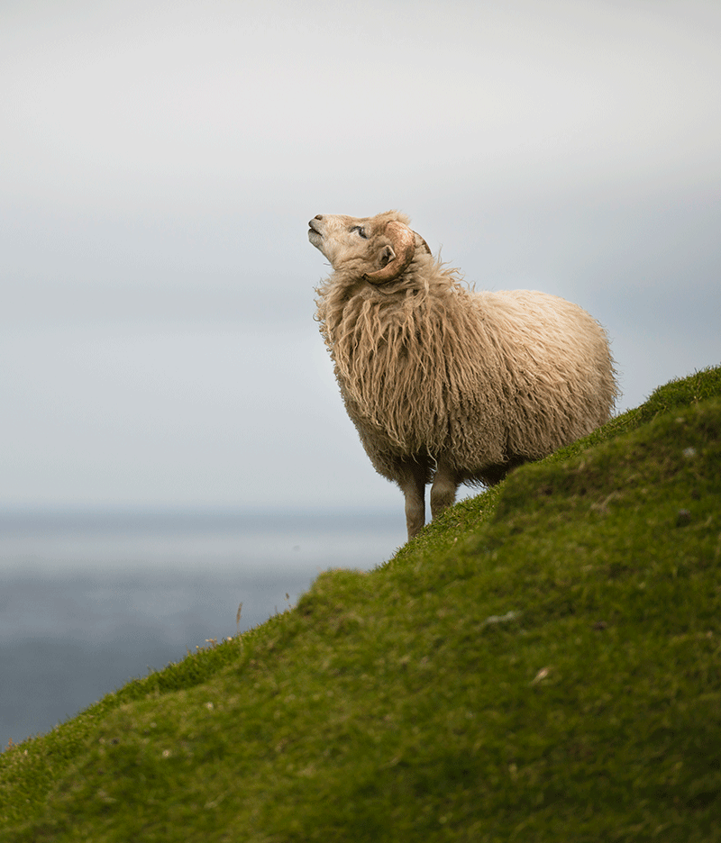 Faroe Islands sheep on hill