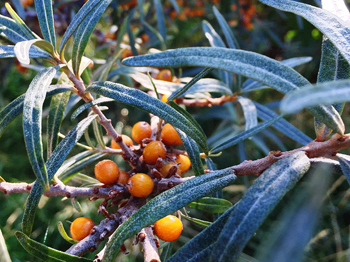 buckthorn danish coast