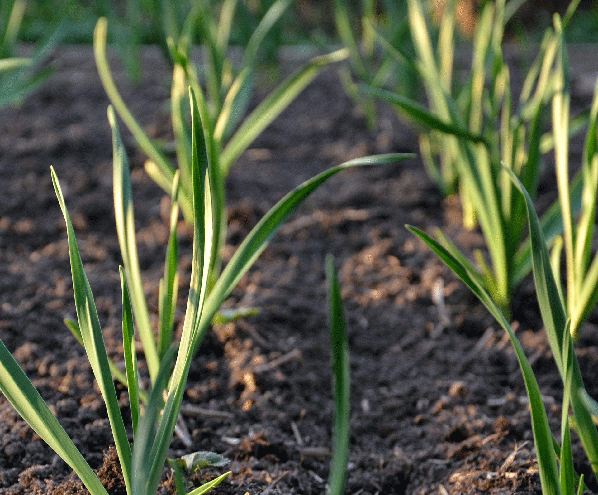 Sprouts on field Denmark